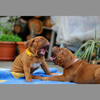 Potencia Pro 302: Solución a Feed roto por culpa de favicon y un poquito de aburrimiento de tanto dramaWP