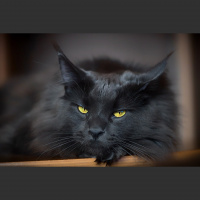 Potencia Pro 193: El capítulo maldito