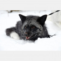 Potencia Pro 244: WPFox, el zorro de WordPress con @pablomoratinos￼