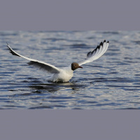 Potencia Pro 268: Viaja con nosotros