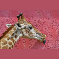 Potencia Pro 185: Cambiando cadenas de texto de cualquier elemento de WordPress con Loco Translate