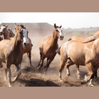 Potencia Pro 294: Seguridad en WordPress y la puerta abierta de Automattic