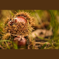 Potencia Pro 298: Tenedores WordPress y las castañas en Roma