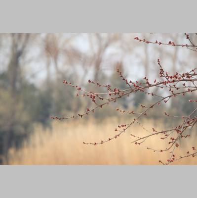 Potencia Pro, Wordpress Paso A Paso