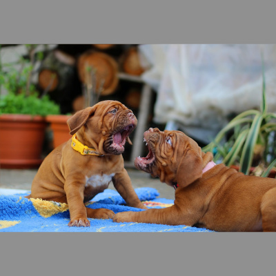 Potencia Pro, Wordpress Paso A Paso