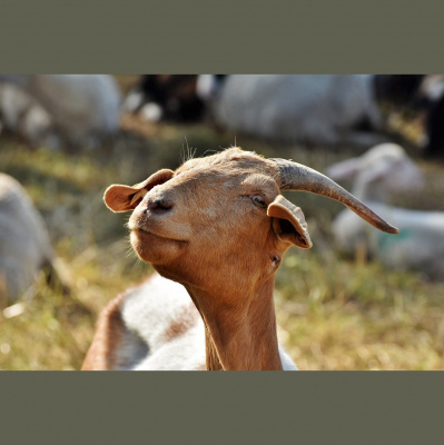 Potencia Pro, Wordpress Paso A Paso