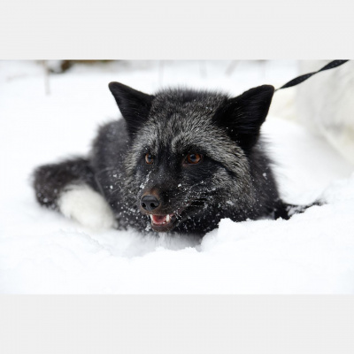 Potencia Pro, Wordpress Paso A Paso