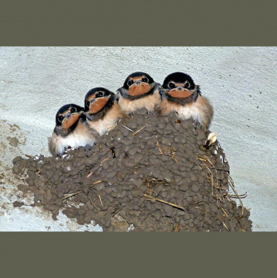 Potencia Pro, Wordpress Paso A Paso