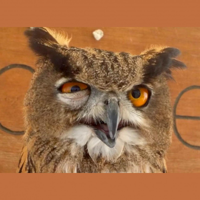 Potencia Pro, Wordpress Paso A Paso