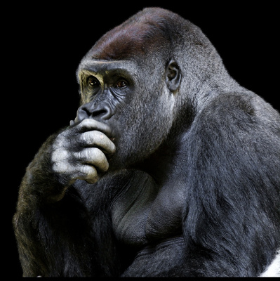 Potencia Pro, Wordpress Paso A Paso