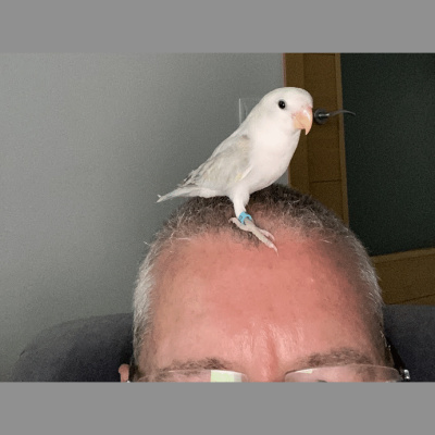 Potencia Pro, Wordpress Paso A Paso