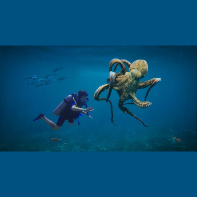 Potencia Pro, Wordpress Paso A Paso