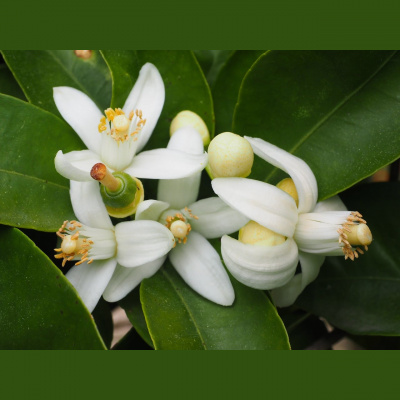 Potencia Pro, Wordpress Paso A Paso