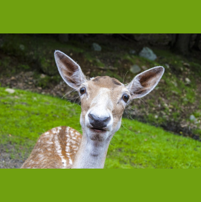 Potencia Pro, Wordpress Paso A Paso