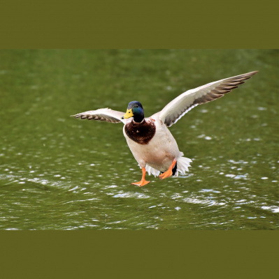 Potencia Pro, Wordpress Paso A Paso