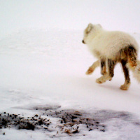 Fjällradio! matar skabbiga fjällrävar