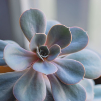 The Tao of the Succulent