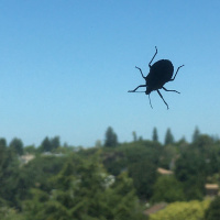 Always Watching Over Us