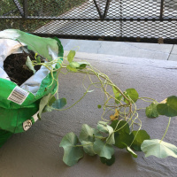 Remember the Miracles