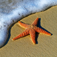 One Starfish at a Time