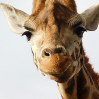 A Message from Giraffe