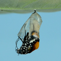 Into the Chrysalis