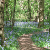 Walking the Beauty Way Path