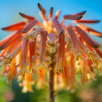 Keeping Watch for Silver Linings