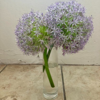 Remember: Life Can be Surprising and Delightful