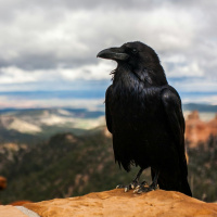 Welcoming the Trickster