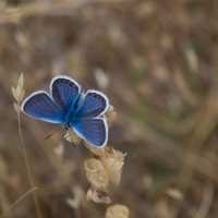 Wild And Precious Life