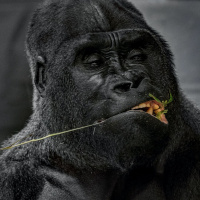 Would You Spot the Person in a Gorilla Suit?