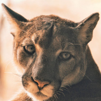 What Does it Mean to be Safe?