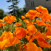 And Then Theres a Bloom