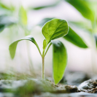 The Seedlings We Are