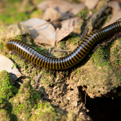 Another World Is Probable