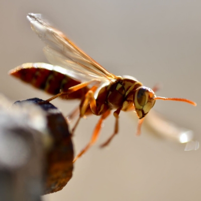 Another World Is Probable