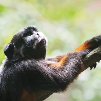 Another World Is Probable