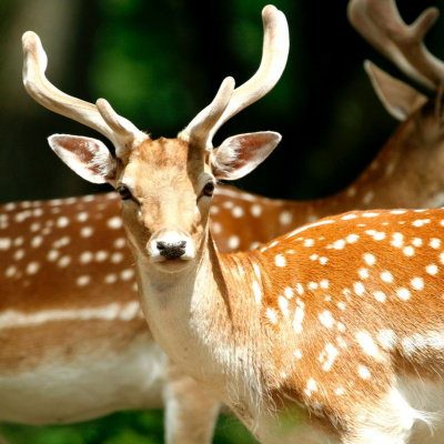 Another World Is Probable