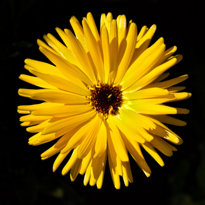 Another World Is Probable