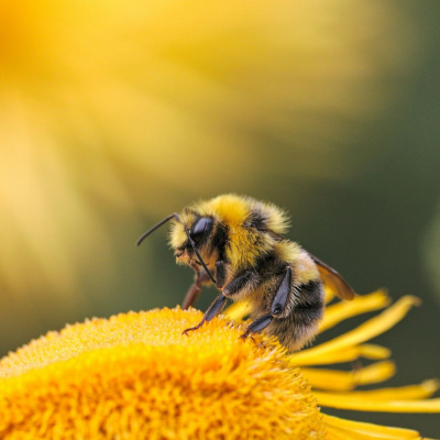 Another World Is Probable