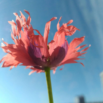 Another World Is Probable