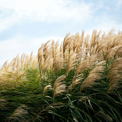 Another World Is Probable