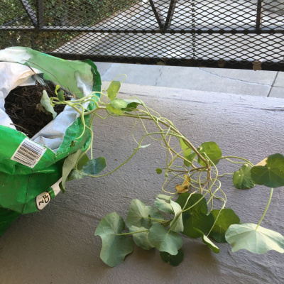 Another World Is Probable