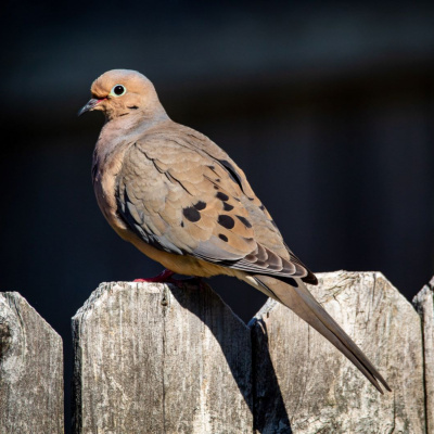 Another World Is Probable