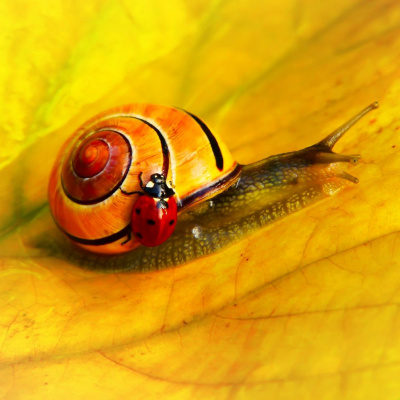 Another World Is Probable