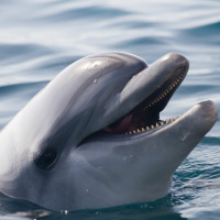 Who dies next in Game of Thrones