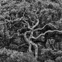 El hombre que plantaba árboles, de Jean Giono (Reeditado)