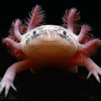 Axolotl de Julio Cortázar