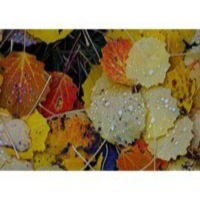 LA LLUVIA AMARILLA (Trailer)